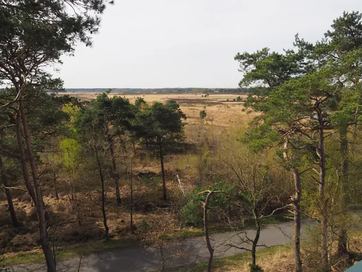 Kalmthoutse Heide, Kalmthout (België)